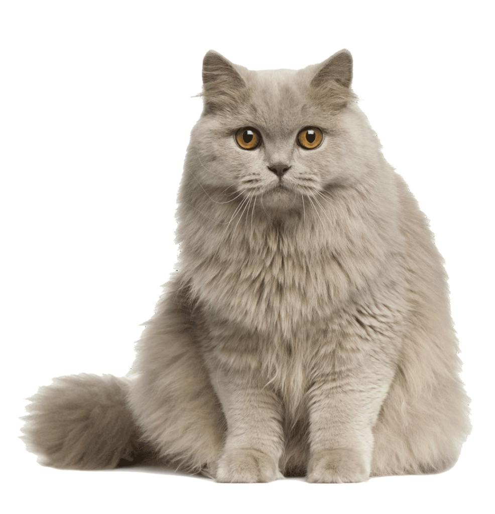 british longhair