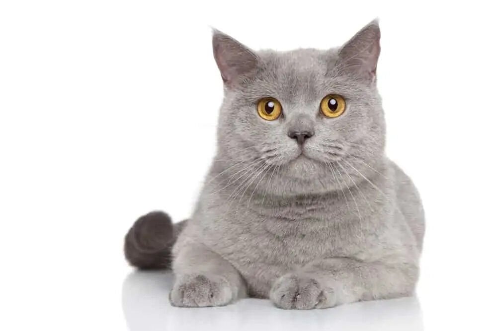 british shorthair