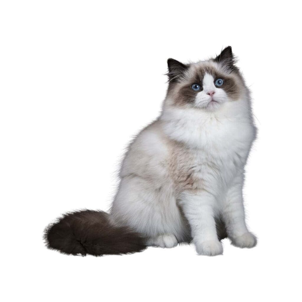 ragdoll kedisi