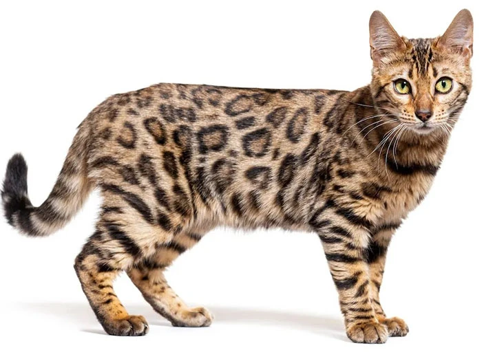 bengal kedisi 3