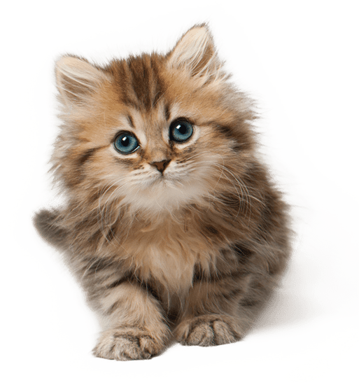 yavru kedi