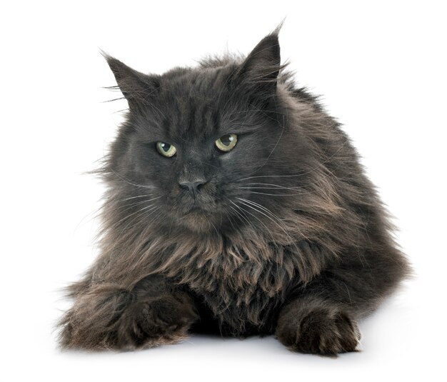 maine coon kedisi 87557 717