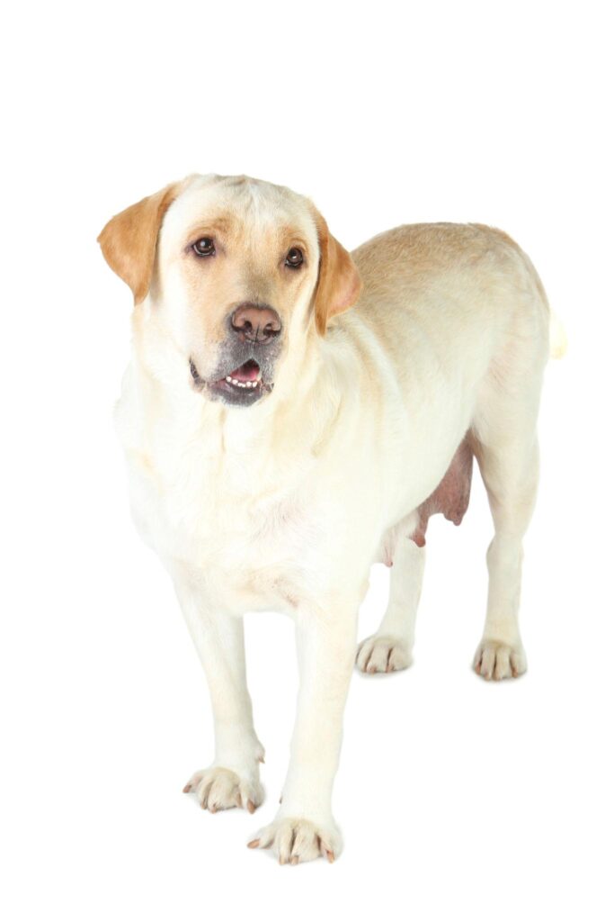 labrador1