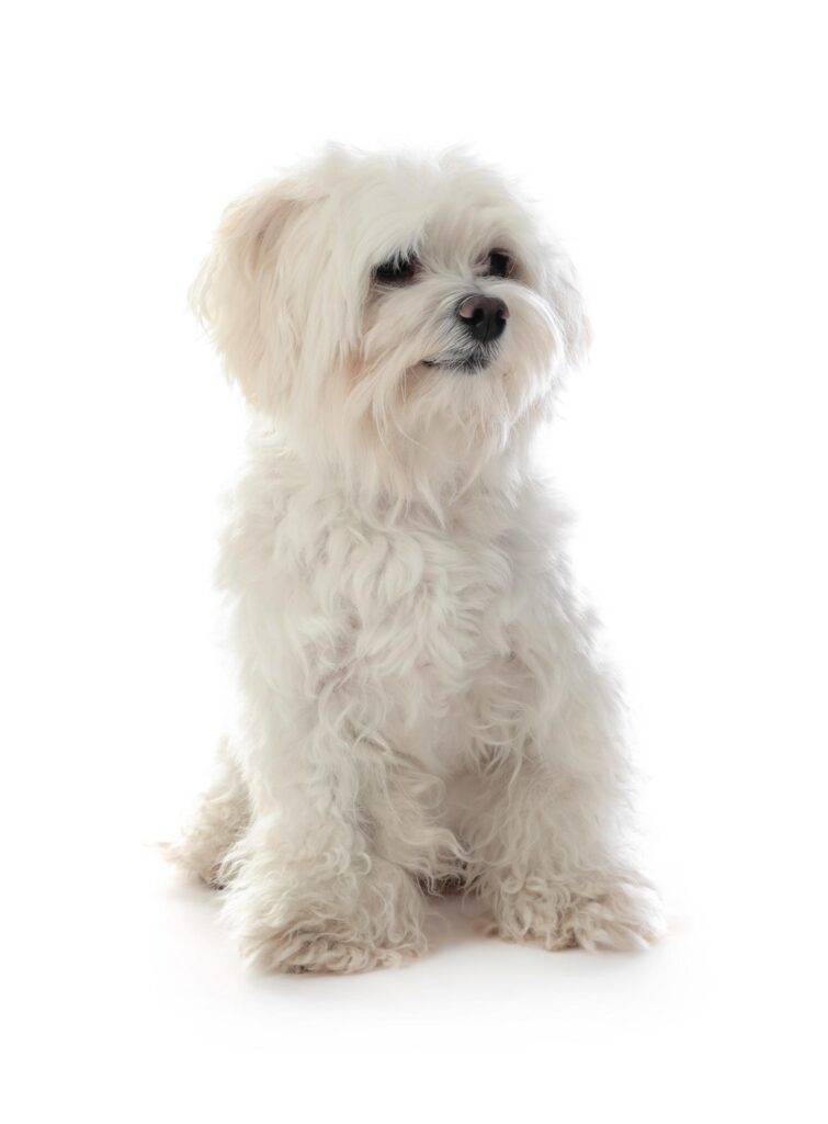 maltese1