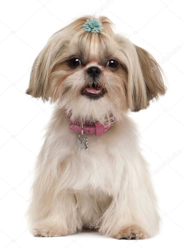 shih1